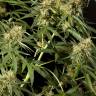заказ семян конопли Спб Philo Skunk (Gokunk) feminised Philosopher Seeds