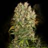 заказ семян конопли Спб CBD-enriched Warlock feminised Serious Seeds
