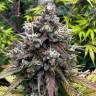 Auto Do-Si-Dos feminised Ganja Seeds Auto Do-Si-Dos feminised Ganja Seeds
