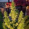 заказать качественные семена конопли Orange Bud feminised заказать качественные семена конопли Orange Bud feminised