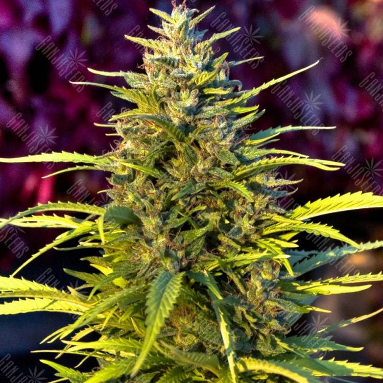 семена конопли почтой Orange Bud feminised семена конопли почтой Orange Bud feminised