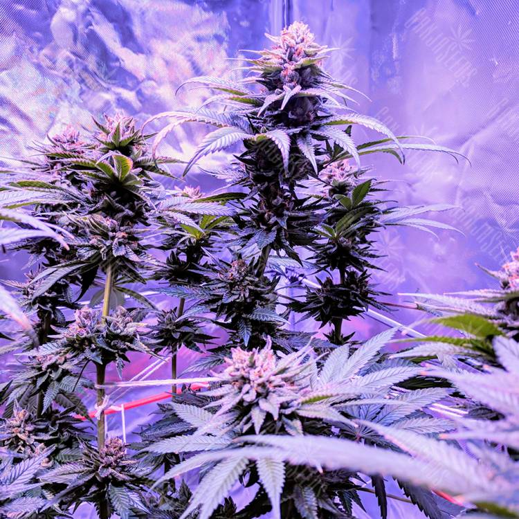 семена конопли индика Pure Kush feminised семена конопли индика Pure Kush feminised