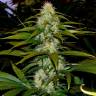 семена конопли с доставкой White Satin regular Mandala Seeds семена конопли с доставкой White Satin regular Mandala Seeds