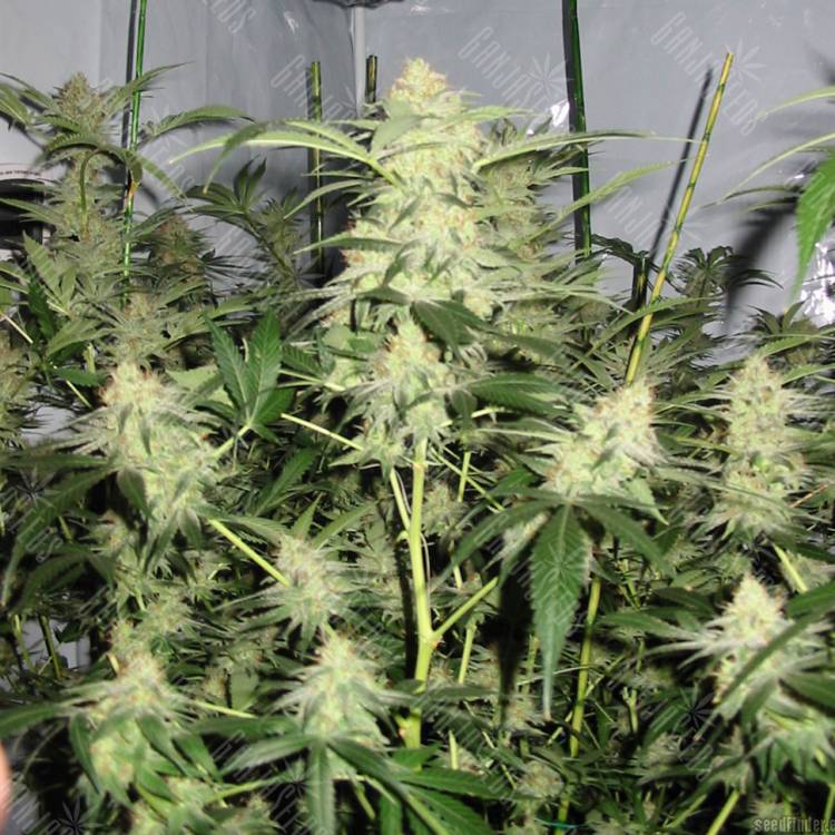семена конопли дешево White Satin regular Mandala Seeds семена конопли дешево White Satin regular Mandala Seeds