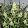семена конопли дешево White Satin regular Mandala Seeds семена конопли дешево White Satin regular Mandala Seeds