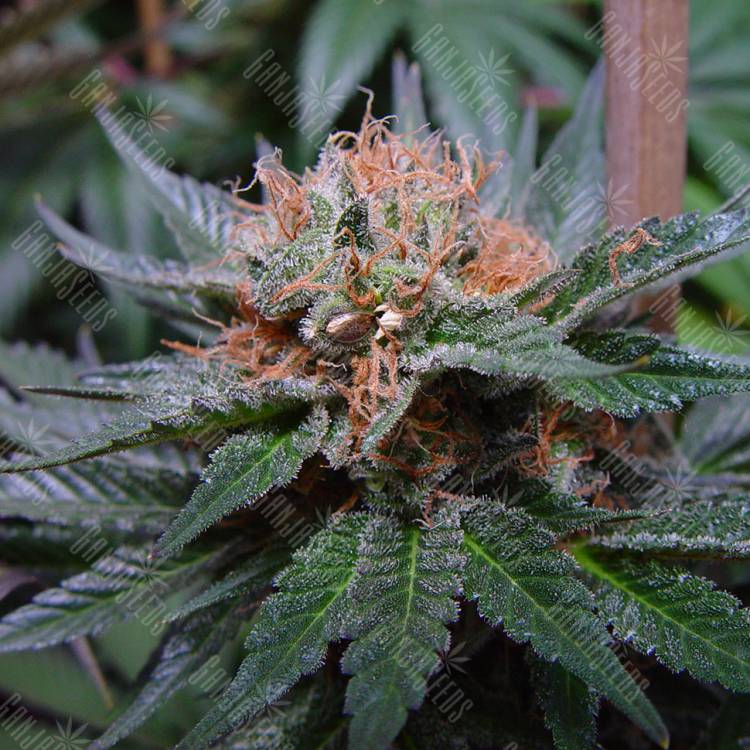 семена конопли Спб Auto Talkan feminised Bang Seeds семена конопли Спб Auto Talkan feminised Bang Seeds