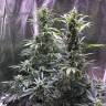 семена конопли в оригинальных упаковках Point regular Ganja Seeds