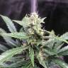 семена конопли недорого Point regular Ganja Seeds