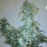 заказ семян конопли Москва Russian Snow regular Ganja Seeds