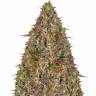 мощные семена конопли Auto Glue Gelato feminised Barneys Farm