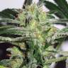 семена конопли f1 в оригинальной упаковке ICE feminised Female Seeds