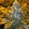 семена конопли интернет магазин ICE feminised Female Seeds