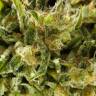 где заказать семена конопли Sugar Pop feminised Philosopher Seeds