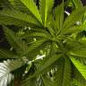 семена конопли наложенным платежом Sugar Pop feminised Philosopher Seeds