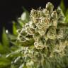 семена конопли Sugar Pop feminised Philosopher Seeds