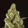 семена конопли почтой Sugar Pop feminised Philosopher Seeds