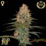 семена конопли для посадки купить Silver Kush feminised Reserva Privada семена конопли для посадки купить Silver Kush feminised Reserva Privada