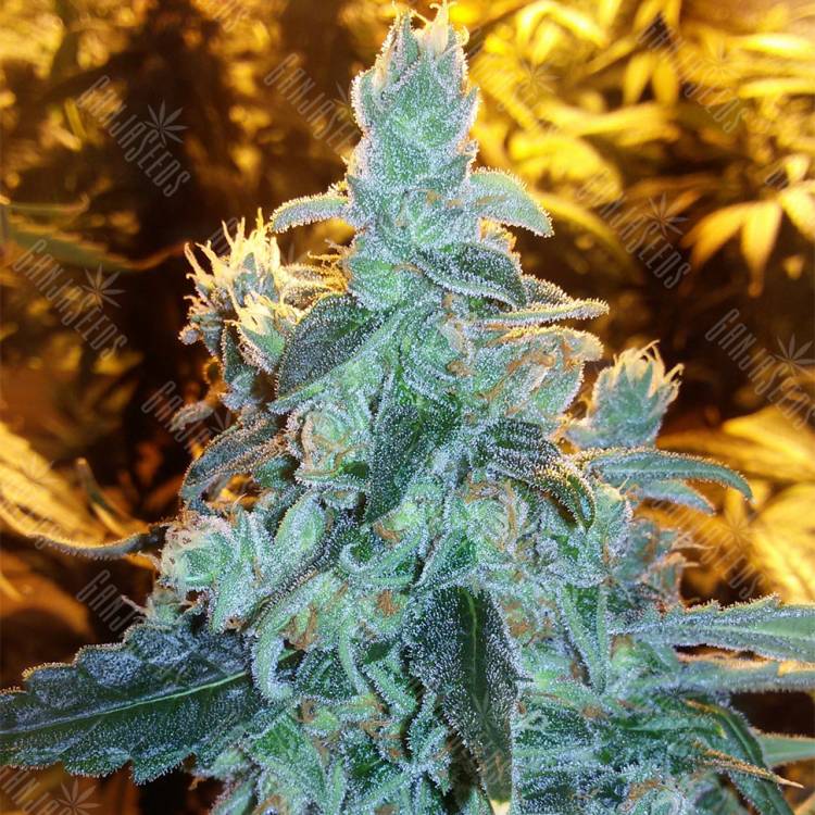 семена конопли курьером Silver Kush feminised Reserva Privada семена конопли курьером Silver Kush feminised Reserva Privada