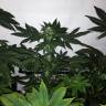 семена конопли медицинской Silver Kush feminised Reserva Privada семена конопли медицинской Silver Kush feminised Reserva Privada