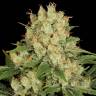 заказать качественные семена конопли AK-47 regular Serious Seeds заказать качественные семена конопли AK-47 regular Serious Seeds