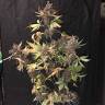 Семена каннабиса Auto Devil Cream feminised GanjaLiveSeeds Семена каннабиса Auto Devil Cream feminised GanjaLiveSeeds