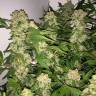 семена конопли для выращивания Lemon Skunk feminised семена конопли для выращивания Lemon Skunk feminised