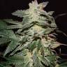семена конопли элитных сортов Lemon Skunk feminised