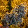 семена конопли гидропоники Lemon Skunk feminised семена конопли гидропоники Lemon Skunk feminised