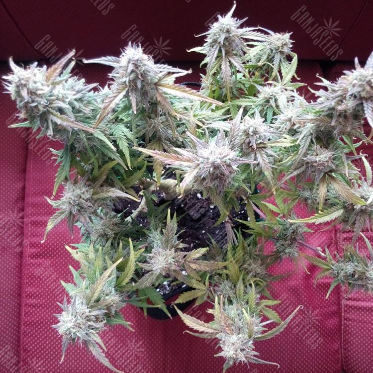 урожайные семена конопли Auto Blueberry Bliss feminised урожайные семена конопли Auto Blueberry Bliss feminised