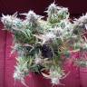 урожайные семена конопли Auto Blueberry Bliss feminised урожайные семена конопли Auto Blueberry Bliss feminised