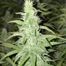 White Siberian feminised Dinafem Seeds White Siberian feminised Dinafem Seeds