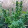 семена конопли Москва Auto Tengiz feminised Bang Seeds семена конопли Москва Auto Tengiz feminised Bang Seeds