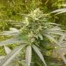 заказ семян конопли Power Plant regular Ganja Seeds