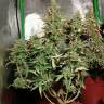 семена конопли интернет магазин Auto Malana Bomb feminised Barneys Farm