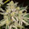 семена конопли f1 в оригинальной упаковке Citrus feminised Kannabia Seeds семена конопли f1 в оригинальной упаковке Citrus feminised Kannabia Seeds