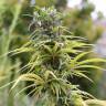 семена конопли с доставкой Urban Poison feminised Nirvana Seeds семена конопли с доставкой Urban Poison feminised Nirvana Seeds