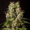 заказать качественные семена конопли Sweet Love feminised Philosopher Seeds заказать качественные семена конопли Sweet Love feminised Philosopher Seeds