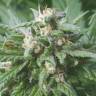 семена конопли курьером Biddy Early regular Serious Seeds семена конопли курьером Biddy Early regular Serious Seeds