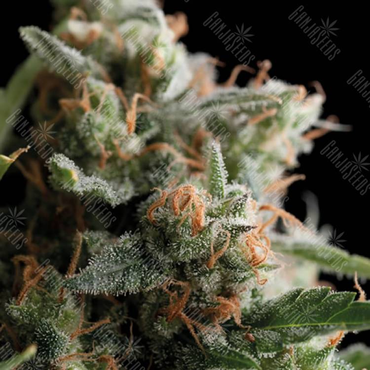 семена конопли в оригинальных упаковках La Novia de Satanas (Satan’s Bride) feminised Trikoma Seeds семена конопли в оригинальных упаковках La Novia de Satanas (Satan’s Bride) feminised Trikoma Seeds