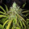 семена конопли для выращивания Auto Amnesia Haze feminised GanjaLiveSeeds семена конопли для выращивания Auto Amnesia Haze feminised GanjaLiveSeeds