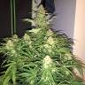 семена конопли элитных сортов Auto Amnesia Haze feminised GanjaLiveSeeds семена конопли элитных сортов Auto Amnesia Haze feminised GanjaLiveSeeds