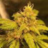 хорошие семена конопли Auto Black Jack regular хорошие семена конопли Auto Black Jack regular