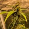 семена конопли индика Auto Black Jack regular семена конопли индика Auto Black Jack regular