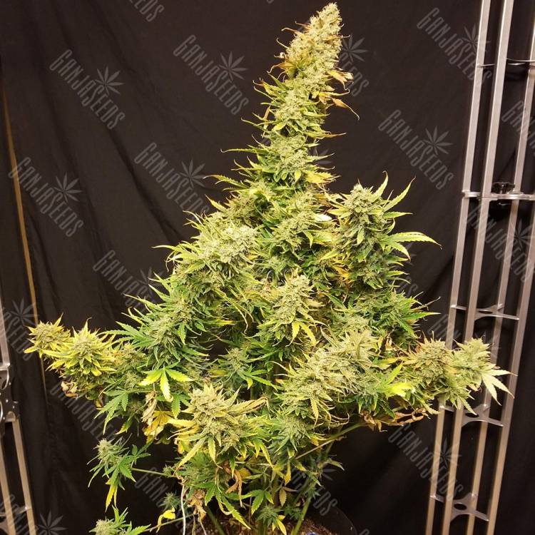 семена конопли купить онлайн Auto Skunk regular семена конопли купить онлайн Auto Skunk regular