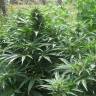 семена конопли наложенным платежом Auto AK Skunk regular семена конопли наложенным платежом Auto AK Skunk regular
