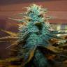 семена конопли почтой Auto AK Skunk regular семена конопли почтой Auto AK Skunk regular