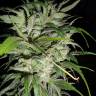 заказать качественные семена конопли Auto AK Skunk regular заказать качественные семена конопли Auto AK Skunk regular