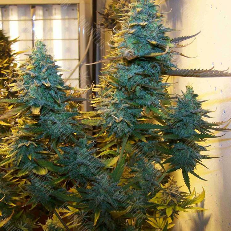 заказать на сайте семена конопли Auto AK Skunk regular заказать на сайте семена конопли Auto AK Skunk regular