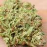 семена конопли автоцвет Auto AK Skunk regular семена конопли автоцвет Auto AK Skunk regular