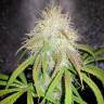 где можно заказать семена конопли Auto Blue Amnesia feminised где можно заказать семена конопли Auto Blue Amnesia feminised